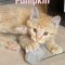 Bug and Pumpkin