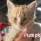 Bug and Pumpkin