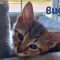 Bug and Pumpkin